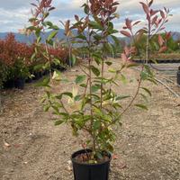 Photinia Red Robin