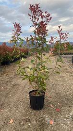 Photinia Red Robin