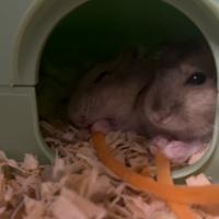 Criceti - Lemming 3 mesi