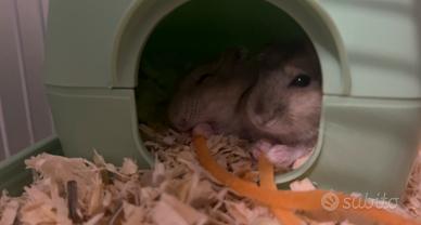 Criceti - Lemming 3 mesi