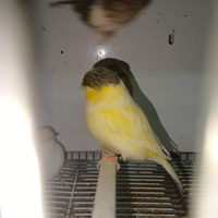 Gloster