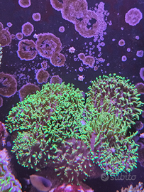 Coralli acquario marino