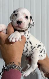 Dalmata cucciolo