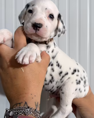 Dalmata cucciolo