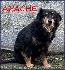 Apache ha un occhietto da curar deve uscire dalla