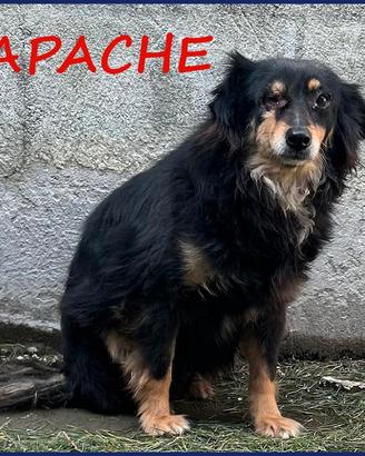 Apache ha un occhietto da curar deve uscire dalla