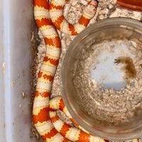 Lampropeltis Ruthveni albini coppia