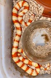 Lampropeltis Ruthveni albini coppia