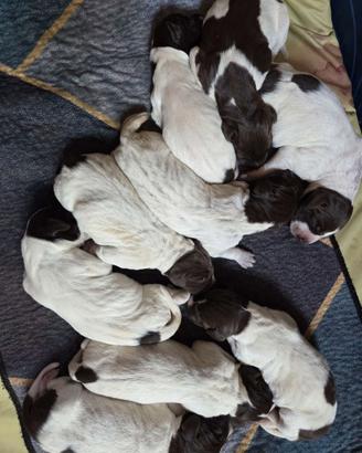 Disponibili cuccioli di bracco tedesco kurzhaar