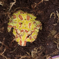 Rana pacman semi-adulta