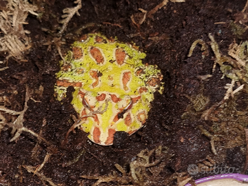 Rana pacman semi-adulta