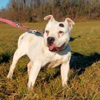 TYSON staffordshire