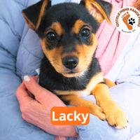 Cuccioli senza famiglia