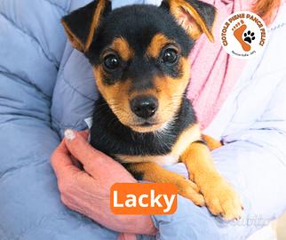 Cuccioli senza famiglia