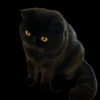 Exotic shorthair