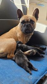 Cuccioli di bulldog francese