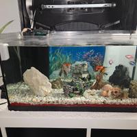 ACQUARIO "TETRA STERTER LINE LED DA 54 LITRI"