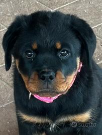 Splendida cucciola rottweiler