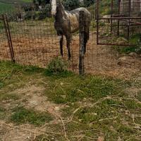 Puledra paint