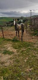 Puledra paint