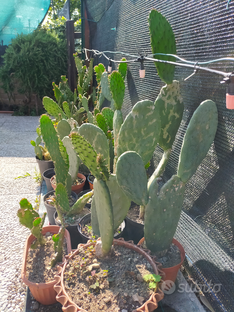 Il favoloso mondo delle piante grasse a portata di mano con Splliycactus -  Il Cittadino di Monza e Brianza