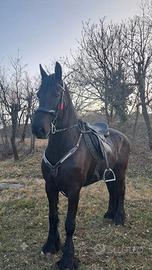 Cavalla Frisona di 9 anni