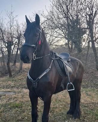 Cavalla Frisona di 9 anni