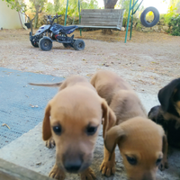 Cuccioli di segugio