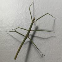 FASMIDI - Insetti stecco