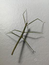 FASMIDI - Insetti stecco