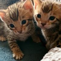 Bengala Brown spotted gattini