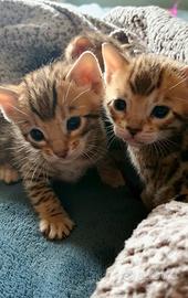 Bengala Brown spotted gattini