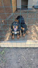 Setter gordon femmina