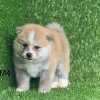 Akita inu con pedigree enci