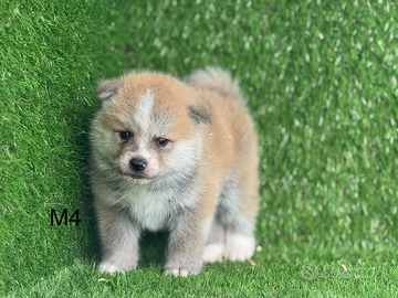 Akita inu con pedigree enci