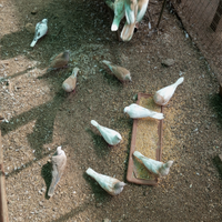 Tortore dal collare pezzate