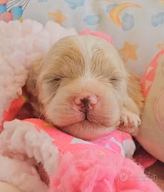 cuccioli Pomapoo genitori testati con Pedigree
