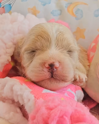 cuccioli Pomapoo genitori testati con Pedigree