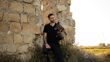 Allontanamento volatili con rapaci