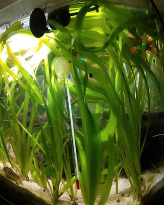 Vallisneria gigante 