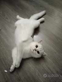Gattina British shorthair silver shaded