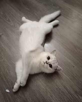 Gattina British shorthair silver shaded