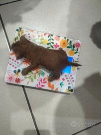 Cucciolata barboncini toy e mini toy