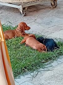 Cuccioli bassotto tedesco