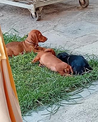 Cuccioli bassotto tedesco