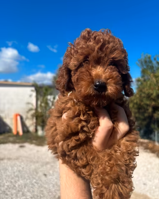 Barboncino toy