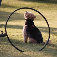 Apprendista Cinofilo / Professionista