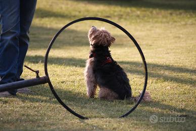 Apprendista Cinofilo / Professionista