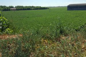 Terreno a Vescovana (PD)