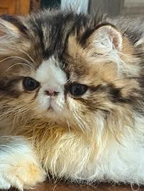 gattino persiano 